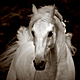 emily.horses1165