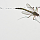 varsagi