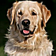 apacsdog
