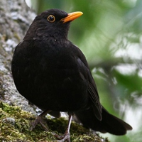 Black  Thrush