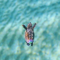 Grlpwr