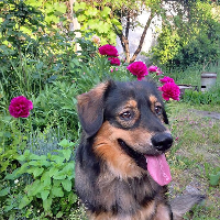 Szilvi Bacsa