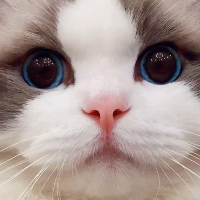 VioletCat