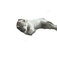 Kiskutyus 666