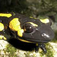 szalamandra