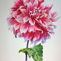 dahlia