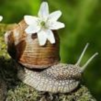 mohacsiga55
