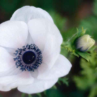Anemoneae