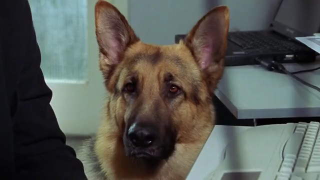 Rex felügyelő S05E12, film/animáció