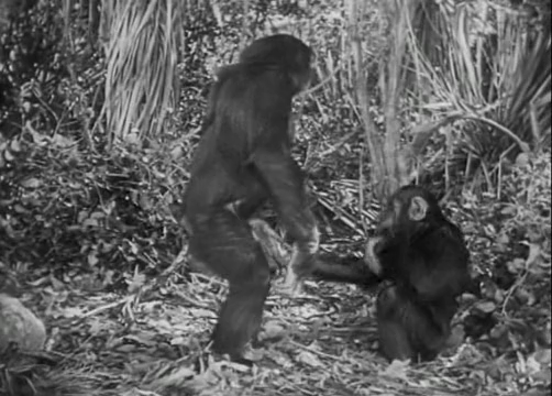 Tarzan és asszonya. (1934).