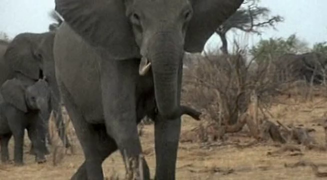 Elefántmese (2000)