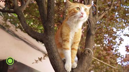 Kedi - Isztambul macskái feliratos - Videa
