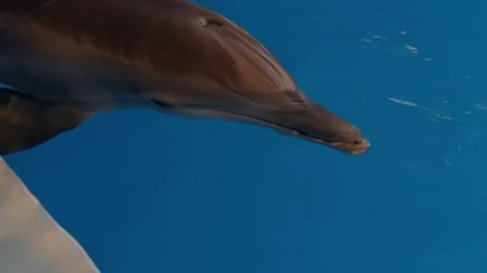 Dolphin.tale.2.2014.HUN, dolphin.tale.2.2014.hun - Videa
