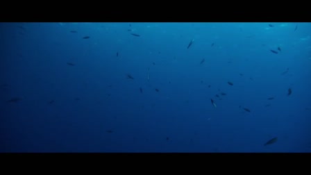 cápa harapás - Videa
