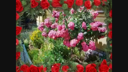 Rózsafa virít az ablakom alatt, solymosi, szilveszter - Videa