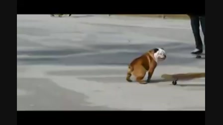 Gördeszkás kutya, bulldog, gördeszka, nevetés - Videa