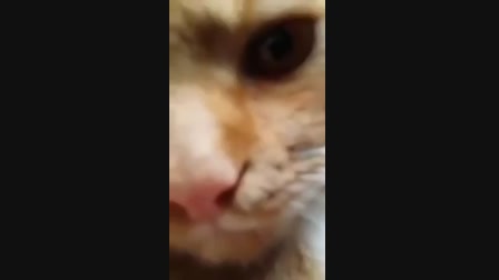 Sanyi a macska, szép szem - Videa
