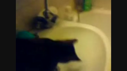 cicánk csapból iszik, macska - Videa