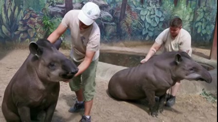 Így kerülnek hipnotikus nyugalomba a Nyíregyházi Állatpark tapírjai